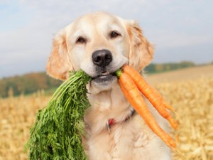 Golden-with-Carrots-300x225